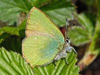 Groentje #02 : Groentje, Callophrys rubi, Green Hairstreak