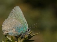 Callophrys rubi 32, Groentje, Saxifraga-Jan van der Straaten