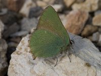 Callophrys rubi 36, Groentje, Saxifraga-Willem van Kruijsbergen