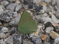 Callophrys rubi 37, Groentje, Saxifraga-Willem van Kruijsbergen