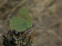 Callophrys rubi 39, Groentje, Saxifraga-Willem van Kruijsbergen