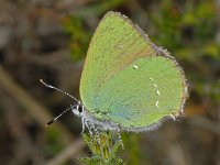 Groentje #06813 : Groentje, Callophrys rubi, Green Hairstreak