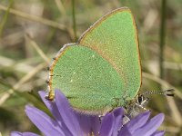 Callophrys rubi 41, Groentje, Saxifraga-Jan van der Straaten