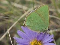 Callophrys rubi 42, Groentje, Saxifraga-Jan van der Straaten