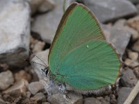 Callophrys rubi 43, Groentje, Saxifraga-Rutger Barendse