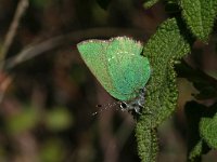 Callophrys rubi 44, Groentje, Saxifraga-Kars Veling