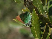 Callophrys rubi 45, Groentje, Saxifraga-Kars Veling