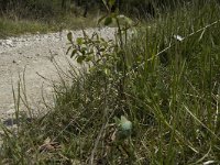 Callophrys rubi 5, Groentje, habitat, F, Isere, Saint Paul-les-Monestier, Saxifraga-Jan van der Straaten