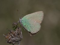 Callophrys rubi 8, Groentje, Saxifraga-Willem Jan Hoeffnagel