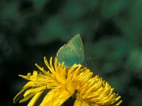 Callophrys rubi 9, Groentje, Vlinderstichting-anonymus