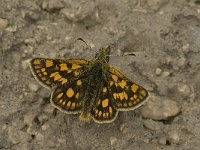 Carterocephalus palaemon 12, Bont dikkopje, male, Saxifraga-Jan van der Straaten