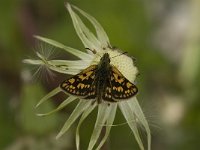 Carterocephalus palaemon 13, Bont dikkopje, male, Saxifraga-Jan van der Straaten