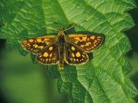 Carterocephalus palaemon 14, Bont dikkopje, male, Saxifraga-Janus Verkerk