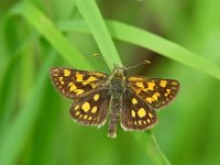 Carterocephalus palaemon 17, Bont dikkopje, male, Vlinderstichting-Henk Bosma