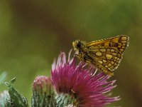 Carterocephalus palaemon 18, Bont dikkopje, Vlinderstichting-Kars Veling