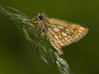 Carterocephalus palaemon 19, Bont dikkopje, Vlinderstichting-Kars Veling