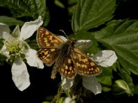 Carterocephalus palaemon 22, Bont dikkopje, Vlinderstichting-Kars Veling