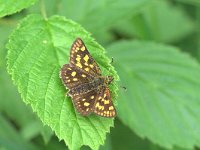 Carterocephalus palaemon 26, Bont dikkopje, Vlinderstichting-Kars Veling