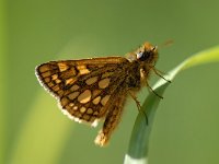 Carterocephalus palaemon 28, Bont dikkopje, Saxifraga-Arthur van Dijk