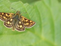 Carterocephalus palaemon 30, Bont dikkopje, Saxifraga-Arthur van Dijk