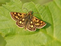 Carterocephalus palaemon 31, Bont dikkopje, Saxifraga-Arthur van Dijk