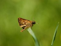 Carterocephalus palaemon 32, Bont dikkopje, Saxifraga-Arthur van Dijk