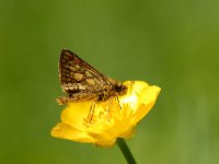 Carterocephalus palaemon 33, Bont dikkopje, Saxifraga-Arthur van Dijk