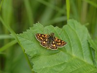 Carterocephalus palaemon 34, Bont dikkopje, Saxifraga-Arthur van Dijk