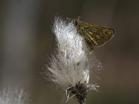 Carterocephalus palaemon 38, Bont dikkopje, Saxifraga-Mark Zekhuis