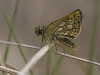 Carterocephalus palaemon 39, Bont dikkopje, Saxifraga-Mark Zekhuis