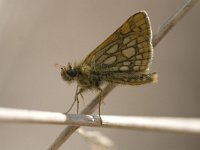 Carterocephalus palaemon 41, Bont dikkopje, Saxifraga-Mark Zekhuis