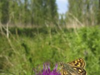 Carterocephalus palaemon 42, Bont dikkopje, Saxifraga-Rob Felix : Animalia, Arthropoda, Insecta, Lepidoptera, Project Natuurbalans, animal, arthropod, butterfly, dier, dieren, geleedpotige, geleedpotigen, insect, insecten, vlinder, vlinders