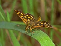 159_16, Bont dikkopje : Bont dikkopje, Carterocephalus palaemon, Arctic skipper