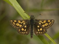 Carterocephalus palaemon 46, Bont dikkopje, Saxifraga-Jan van der Straaten