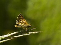 Carterocephalus palaemon 47, Bont dikkopje, Saxifraga-Jan van der Straaten