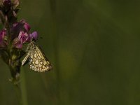 Carterocephalus palaemon 49, Bont dikkopje, Saxifraga-Jan van der Straaten