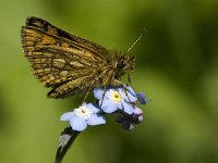 Carterocephalus palaemon 5, Bont dikkopje, male, Saxifraga-Marijke Verhagen