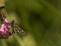 Carterocephalus palaemon 50, Bont dikkopje, Saxifraga-Jan van der Straaten