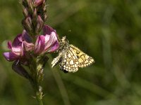 Carterocephalus palaemon 51, Bont dikkopje, Saxifraga-Willem van Kruijsbergen