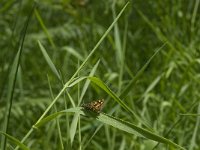 Carterocephalus palaemon 52, Bont dikkopje, Saxifraga-Jan van der Straaten