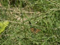 Carterocephalus palaemon 55, Bont dikkopje, Saxifraga-Jan van der Straaten