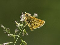 Carterocephalus palaemon 6, Bont dikkopje, male, Saxifraga-Jan van der Straaten