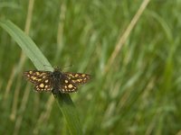 Carterocephalus palaemon 61, Bont dikkopje, Saxifraga-Jan van der Straaten