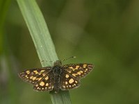 Carterocephalus palaemon 63, Bont dikkopje, Saxifraga-Jan van der Straaten