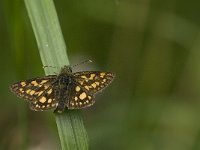 Carterocephalus palaemon 64, Bont dikkopje, Saxifraga-Jan van der Straaten