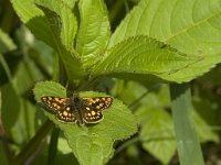 Carterocephalus palaemon 65, Bont dikkopje, Saxifraga-Jan van der Straaten