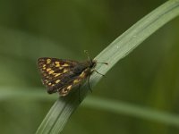 Carterocephalus palaemon 68, Bont dikkopje, Saxifraga-Jan van der Straaten