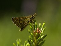 Carterocephalus palaemon 7, Bont dikkopje, male, Saxifraga-Marijke Verhagen