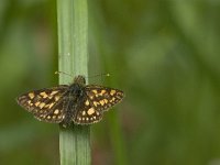 Carterocephalus palaemon 70, Bont dikkopje, Saxifraga-Jan van der Straaten