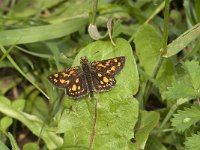 Carterocephalus palaemon 72, male, Bont dikkopje, Saxifraga-Marijke Verhagen